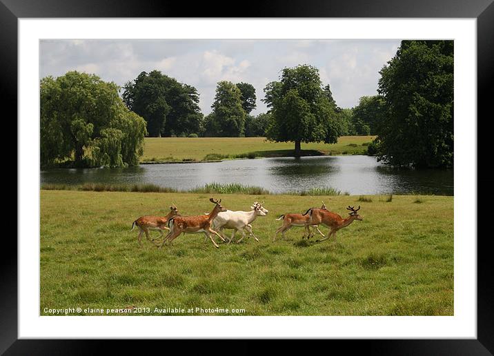 The mad dash Framed Mounted Print by Elaine Pearson