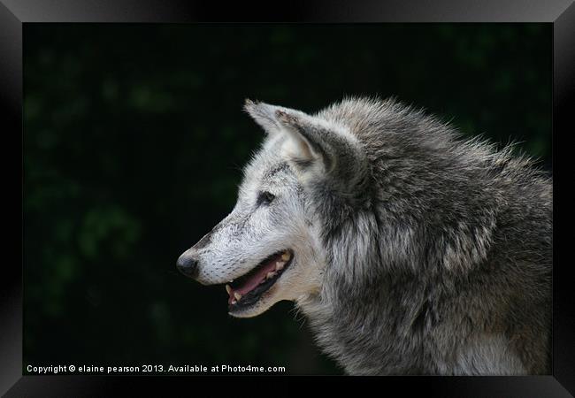 Undivided Attention Framed Print by Elaine Pearson