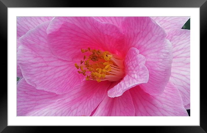 Pink camellia Framed Mounted Print by Elaine Pearson