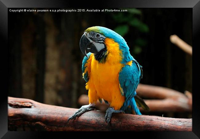  Blue macaw Framed Print by Elaine Pearson