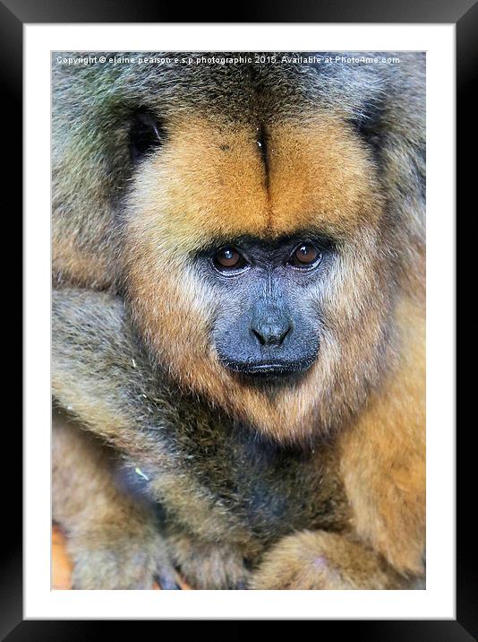  gentle eyes Framed Mounted Print by Elaine Pearson