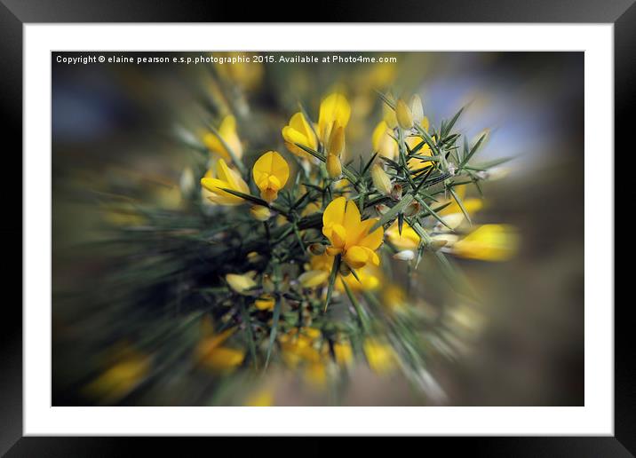  Gorse Framed Mounted Print by Elaine Pearson