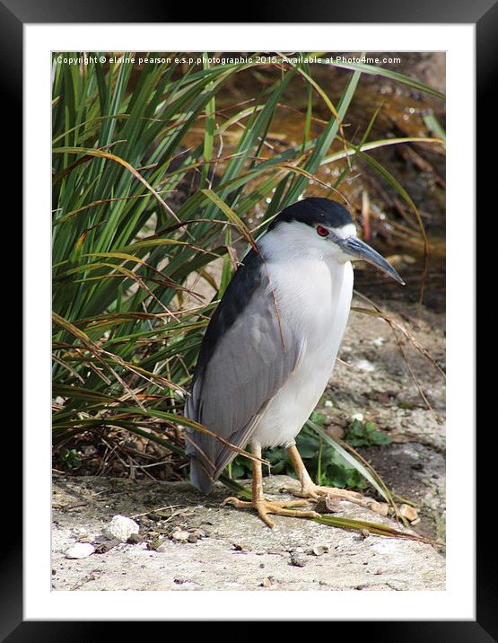  Night heron Framed Mounted Print by Elaine Pearson