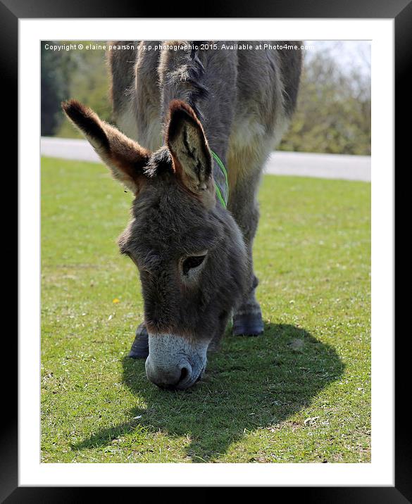 New Forest Donkey  Framed Mounted Print by Elaine Pearson
