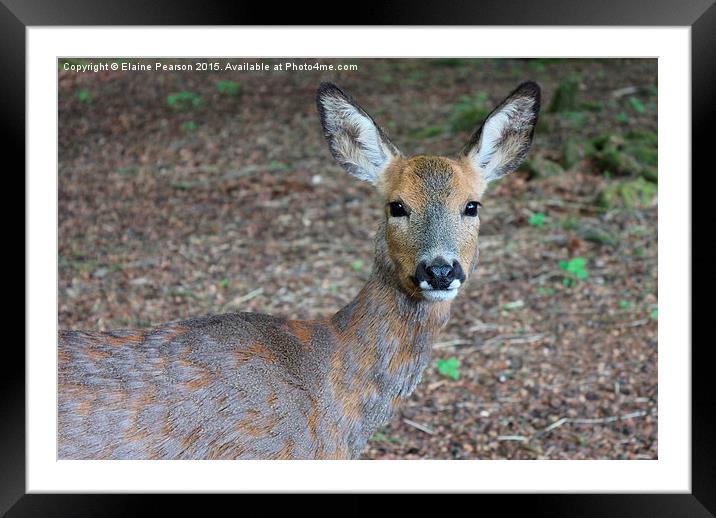 Roe deer Framed Mounted Print by Elaine Pearson