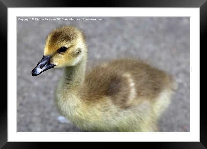  Canada goose gosling Framed Mounted Print by Elaine Pearson