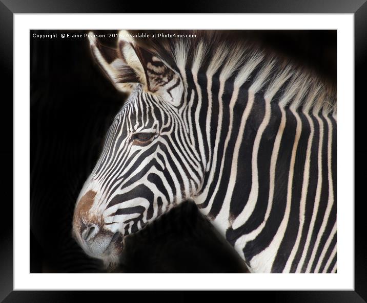 Zebra portrait Framed Mounted Print by Elaine Pearson