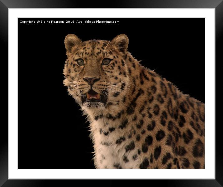 The Leopard Framed Mounted Print by Elaine Pearson