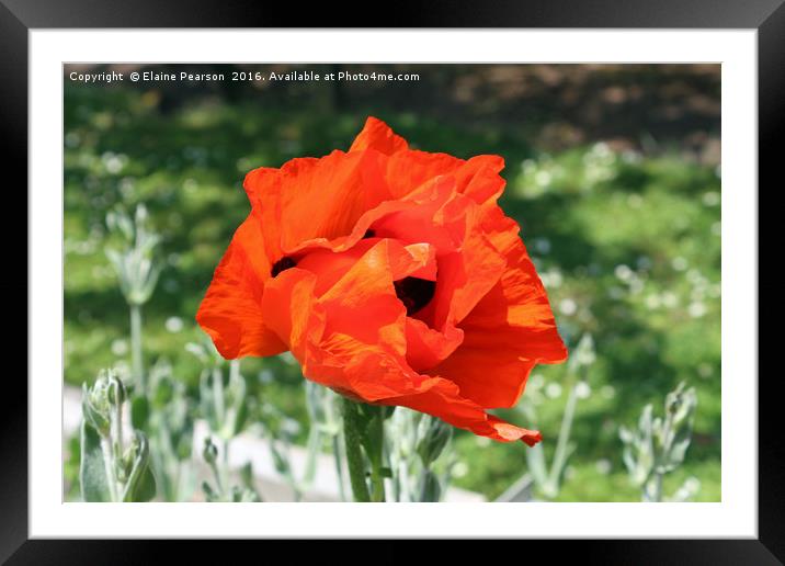 Bright red poppy Framed Mounted Print by Elaine Pearson