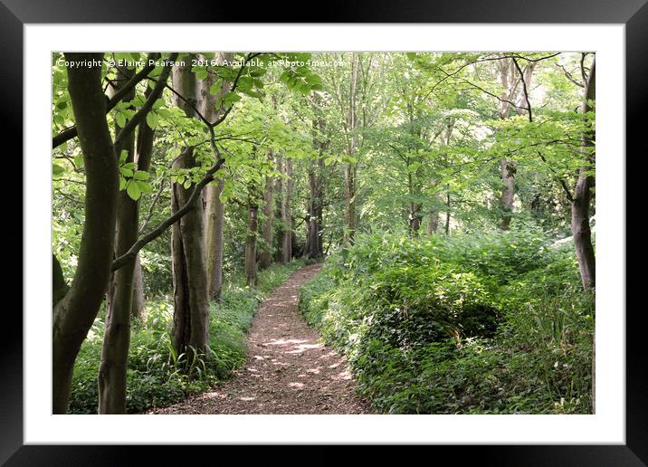 The forest trail Framed Mounted Print by Elaine Pearson
