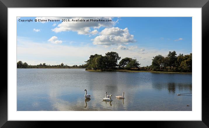 Swan lake Framed Mounted Print by Elaine Pearson