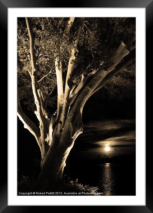 Sepia Ficus tree and moonlight Framed Mounted Print by Robert Pettitt