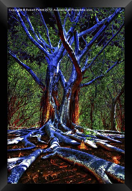 Blue Tree Framed Print by Robert Pettitt