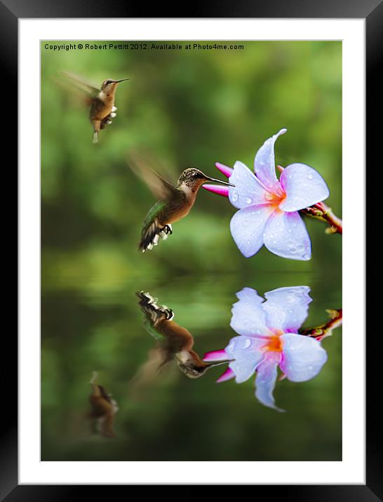 Hummingbirds and Slaughter Pink Framed Mounted Print by Robert Pettitt