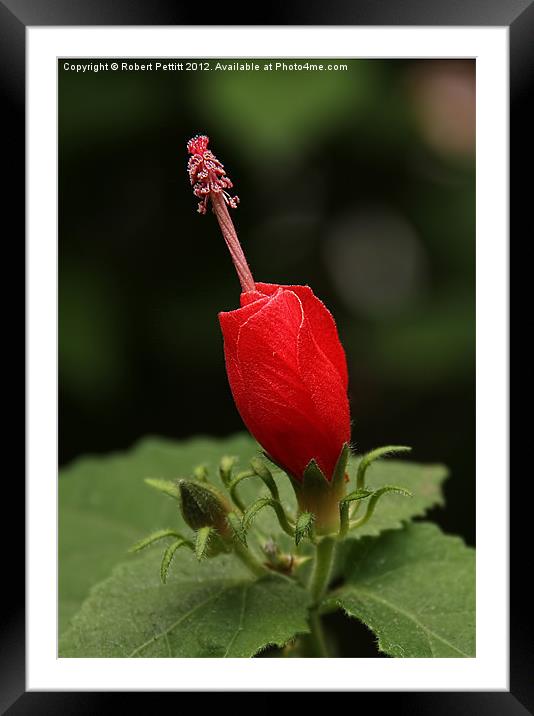 Hibiscus Framed Mounted Print by Robert Pettitt