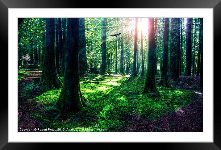 Sunlight Through The Woods Framed Mounted Print by Robert Pettitt