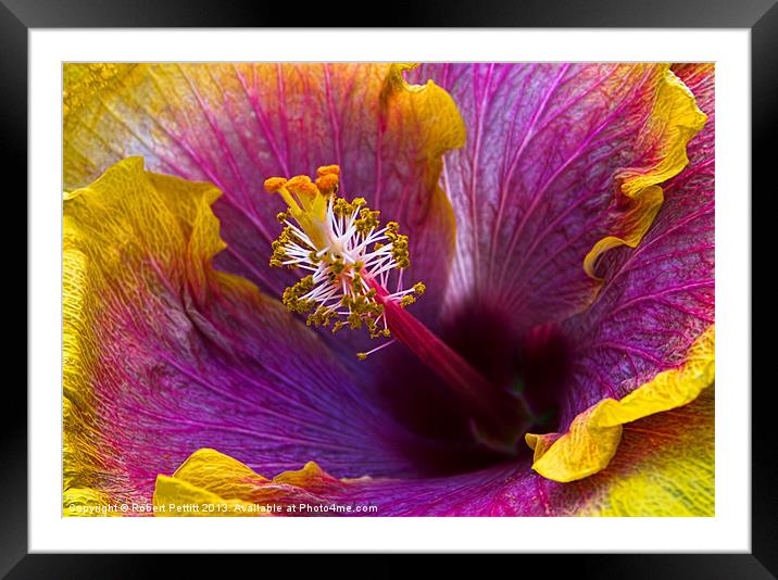 Open Hibiscus Framed Mounted Print by Robert Pettitt