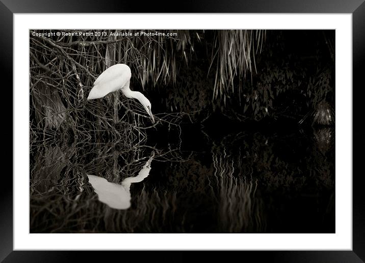 Egret Fishing Framed Mounted Print by Robert Pettitt