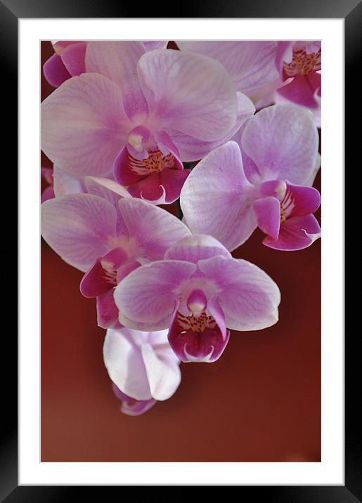 Orchids Framed Mounted Print by Milena Barczak