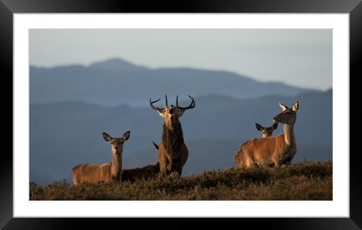 Roaring Stag Framed Mounted Print by Macrae Images