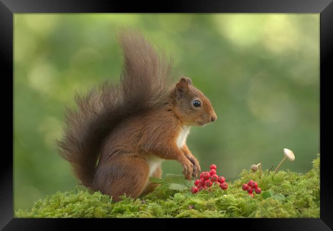 Red Squirrel Framed Print by Macrae Images