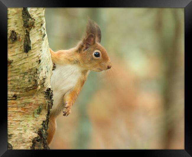 Red Squirrel Framed Print by Macrae Images