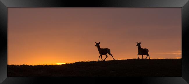 Red Deer and the Rising Sun Framed Print by Macrae Images