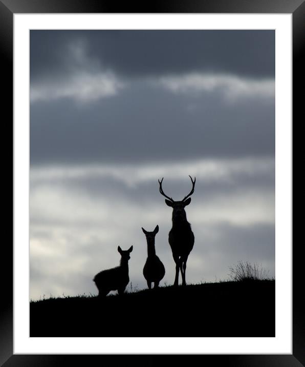 Red Deer Silhouettes Framed Mounted Print by Macrae Images