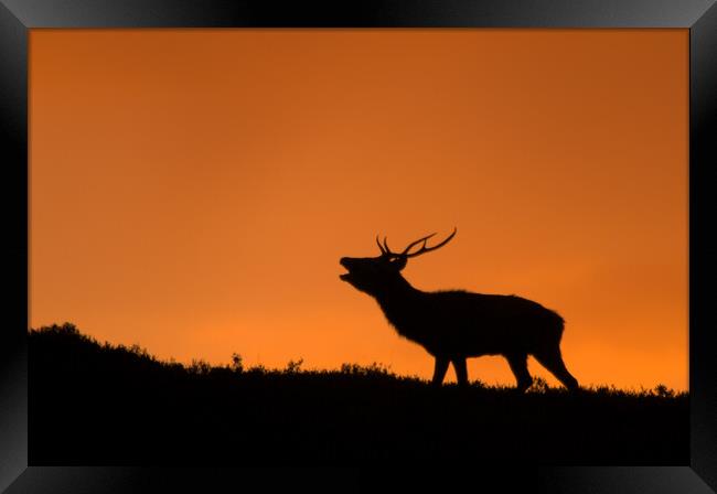Roaring Stag Framed Print by Macrae Images