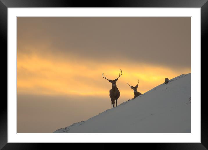 Winter Sunset in Strathglass Framed Mounted Print by Macrae Images