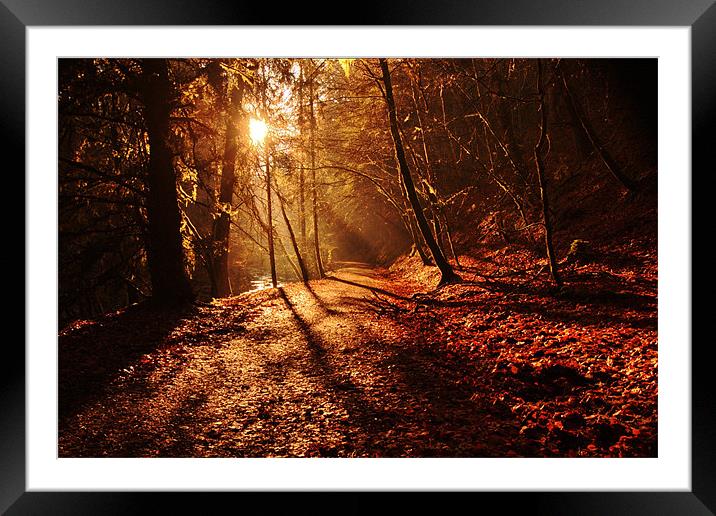 reelig forest walk Framed Mounted Print by Macrae Images
