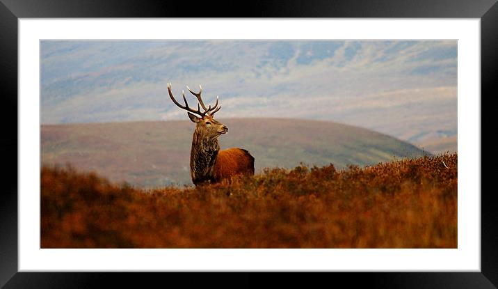 The Monarch Framed Mounted Print by Macrae Images