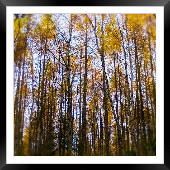 Autumn birch at Reelig Framed Mounted Print by Macrae Images