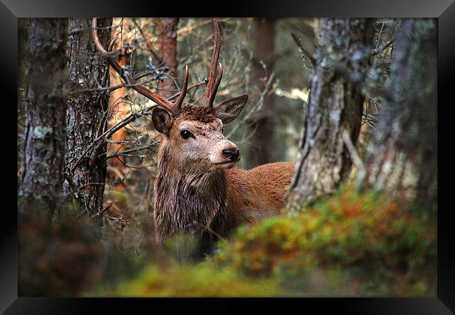 Red deer stag in the woods Framed Print by Macrae Images