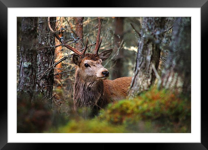 Red deer stag in the woods Framed Mounted Print by Macrae Images