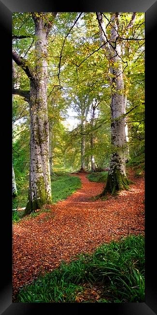Path in Cawdor wood Framed Print by Macrae Images
