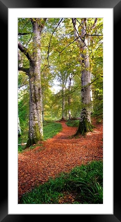 Path in Cawdor wood Framed Mounted Print by Macrae Images