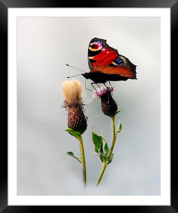 Peacock butterfly Framed Mounted Print by Macrae Images