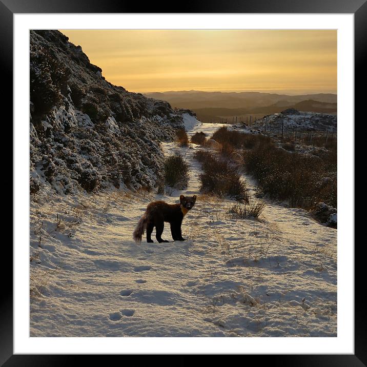 The Pine Marten's Path Framed Mounted Print by Macrae Images