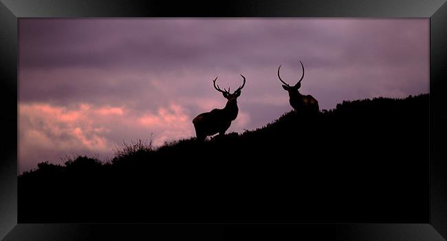 Stags silhouette Framed Print by Macrae Images