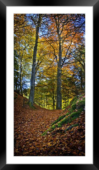 Red Carpet in Reelig in Autumn Framed Mounted Print by Macrae Images