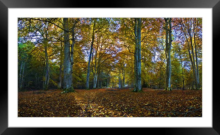 Reelig Glen in Autumn Framed Mounted Print by Macrae Images