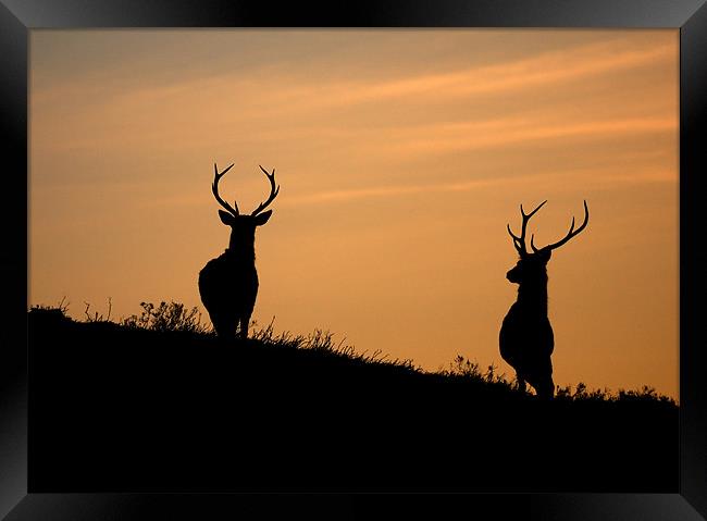 Red deer dawn Framed Print by Macrae Images