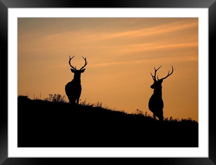 Red deer dawn Framed Mounted Print by Macrae Images