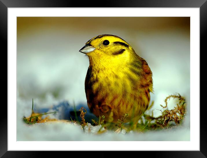 Yellowhammer Framed Mounted Print by Macrae Images