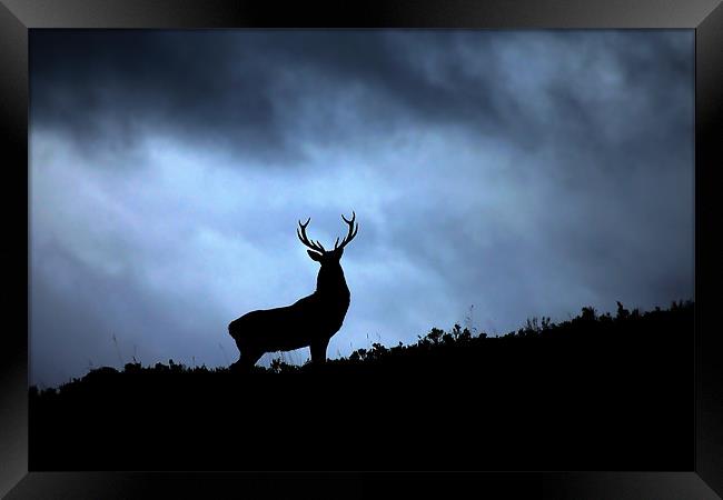 Stag silhouette Framed Print by Macrae Images