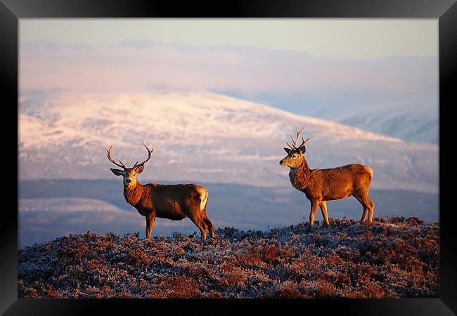 Red deer stags Framed Print by Macrae Images