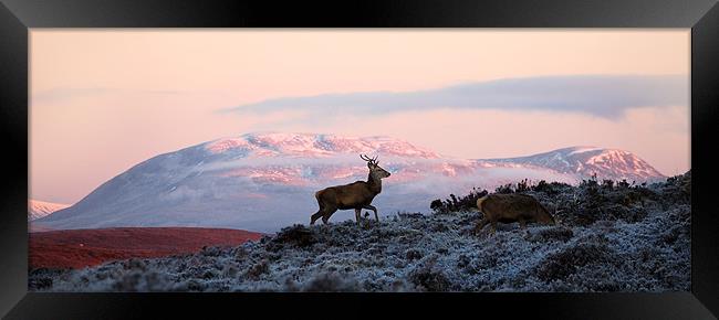 Red deer, Ben Wyvis Framed Print by Macrae Images