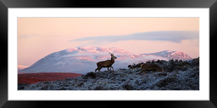 Red deer, Ben Wyvis Framed Mounted Print by Macrae Images