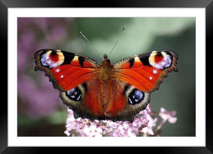 Peacock butterfly Framed Mounted Print by Macrae Images